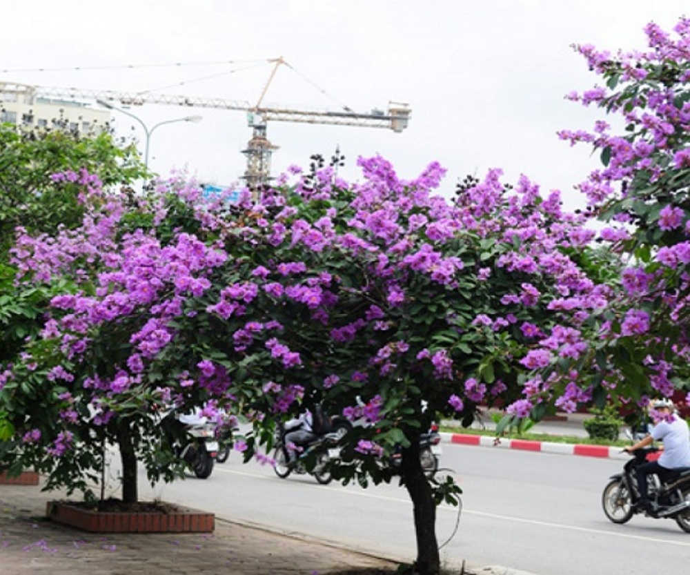 ý nghĩa hoa bằng lăng