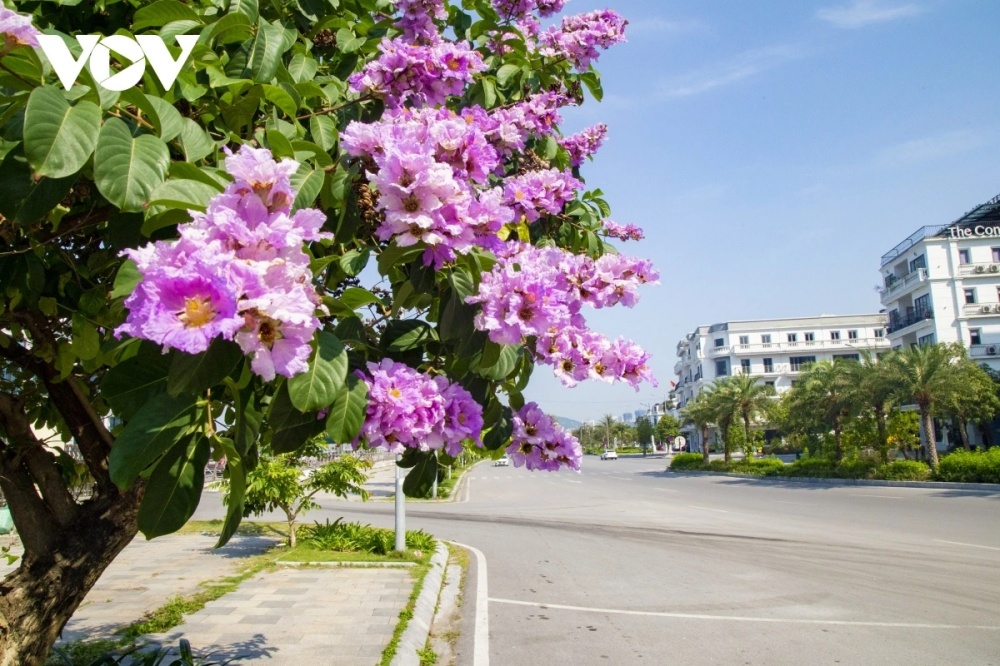 ý nghĩa hoa bằng lăng