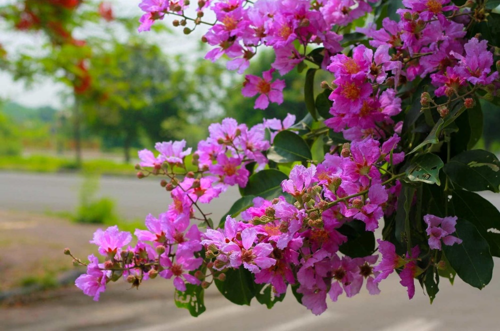 ý nghĩa hoa bằng lăng