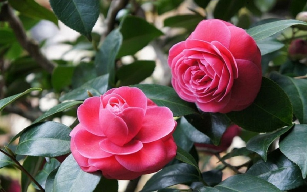 Ý nghĩa hoa hải đường