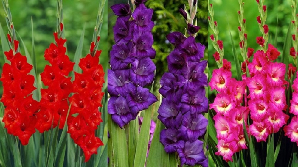 ý nghĩa hoa lay ơn