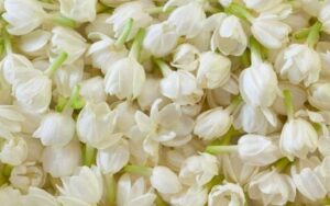 Ứng Dụng Đa Dạng Của Hoa Nhài Trong Đời Sống