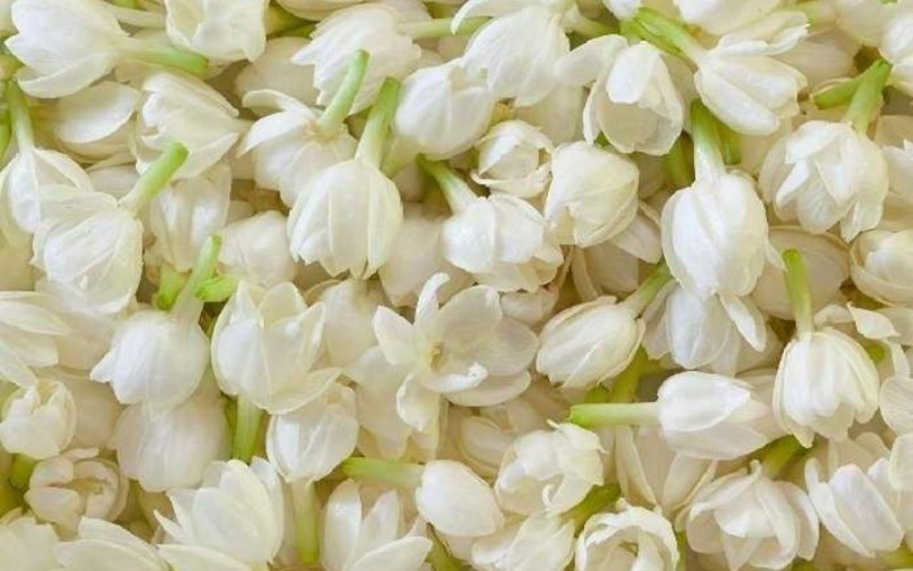 Ứng Dụng Đa Dạng Của Hoa Nhài Trong Đời Sống
