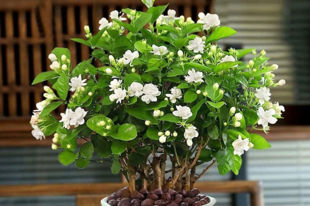 Ý Nghĩa Hoa Nhài Theo Quan Niệm Văn Hóa