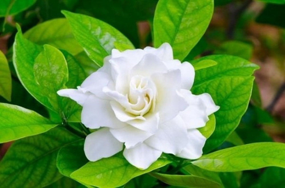 Ý Nghĩa Hoa Nhài Trong Phong Thủy