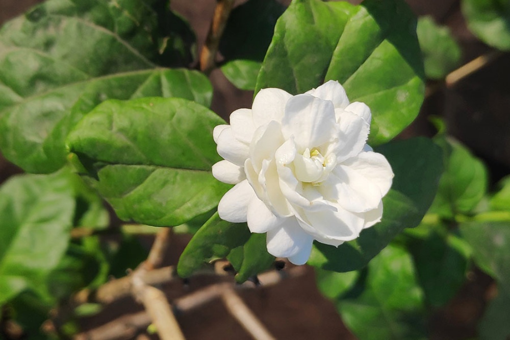 Phân Loại Các Giống Hoa Nhài Phổ Biến