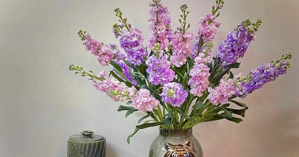 Ý nghĩa hoa phi yến