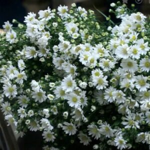 Hoa Thạch Thảo Và Những Tầng Nghĩa Trong Tình Yêu Đôi Lứa